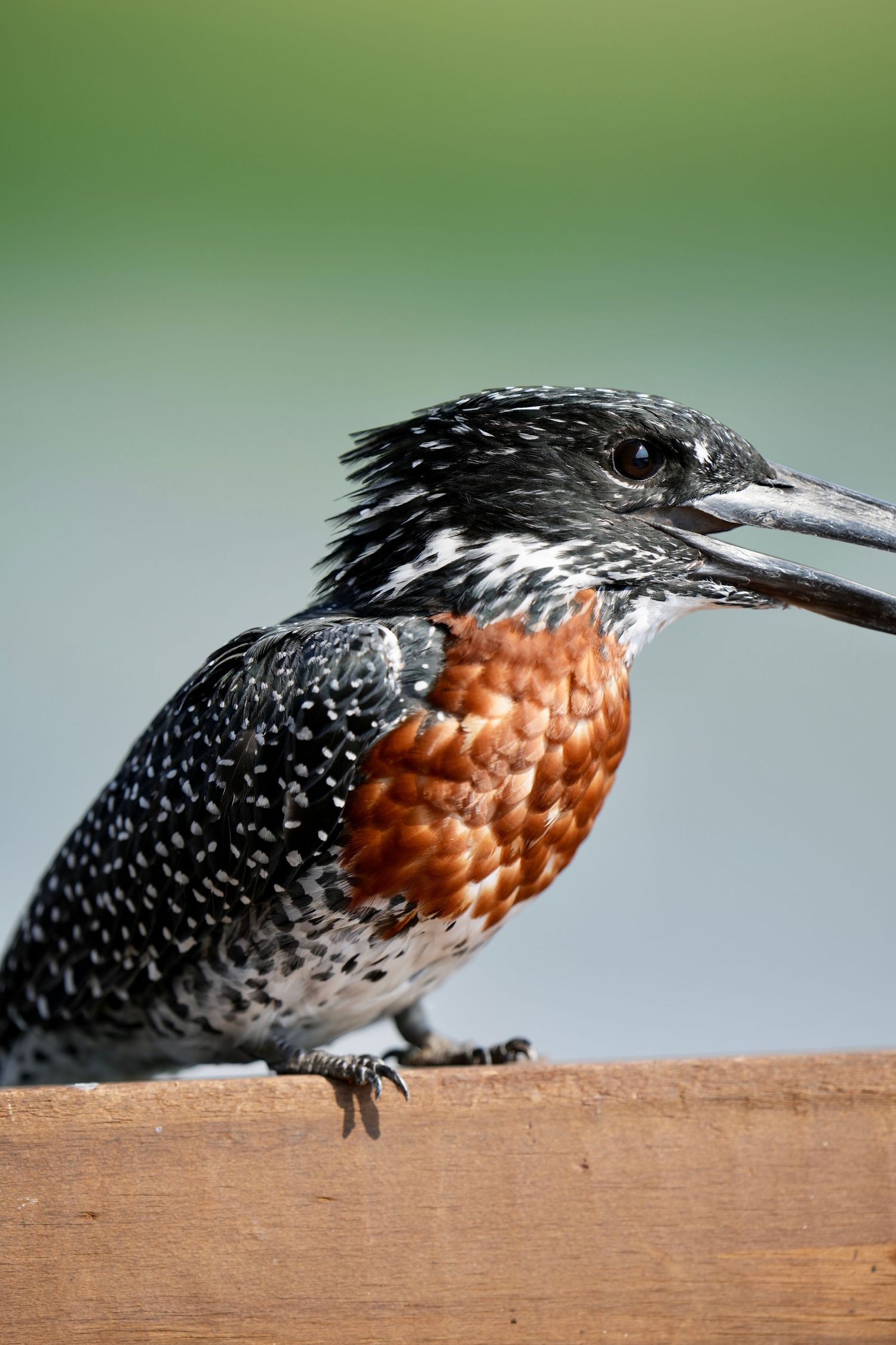 Spotted kingfisher bird perched on wooden surface showing detailed side profile.