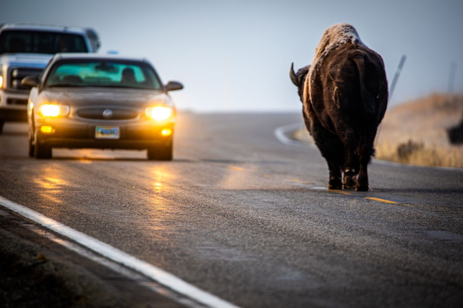 A bison walks along a road at dusk with car headlights visible behind it.