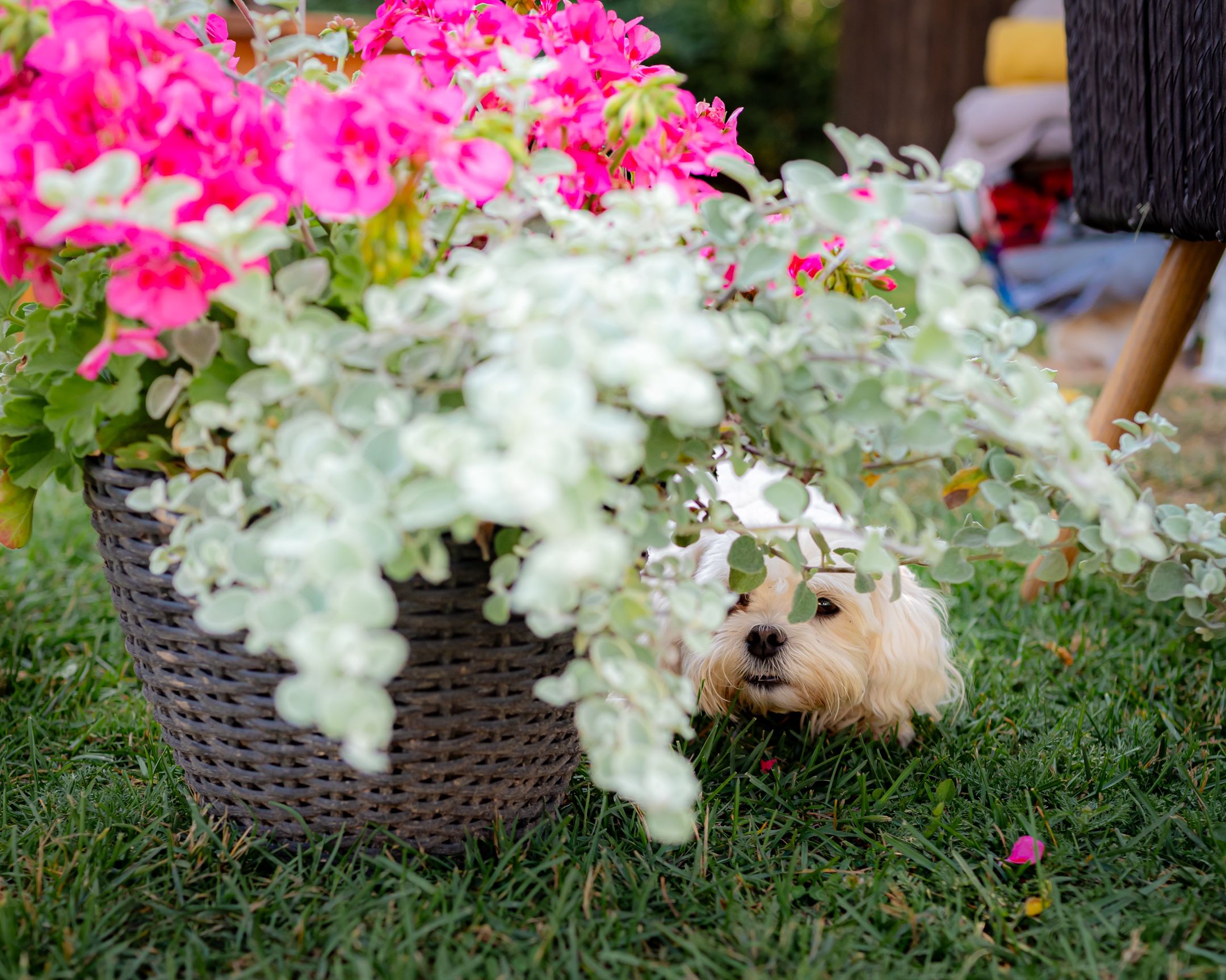 A small white dog peeks out from behind pink and white flowers in a woven basket planter.
