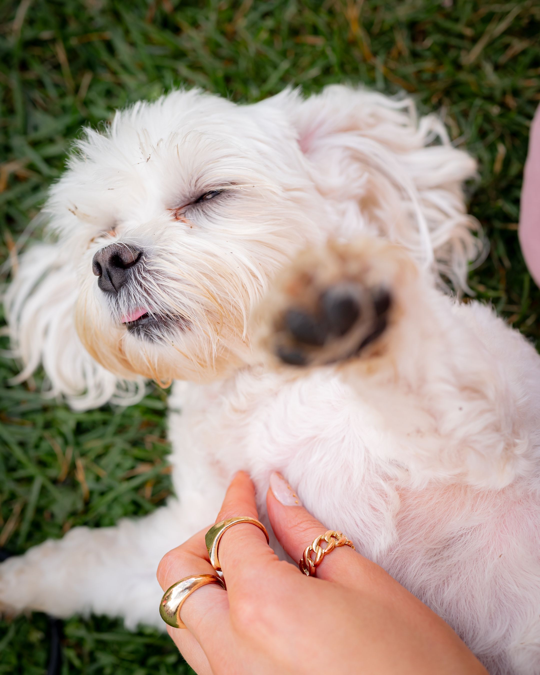 A fluffy white dog with closed eyes being petted by a hand wearing gold rings.