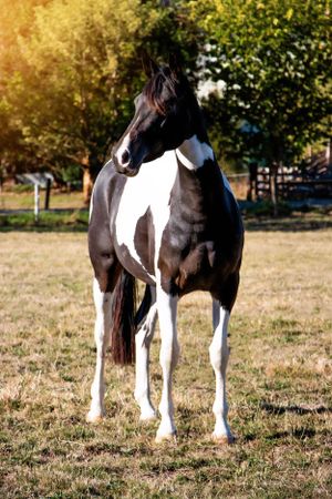 Equine portrait photography Yarra Valley Melbourne