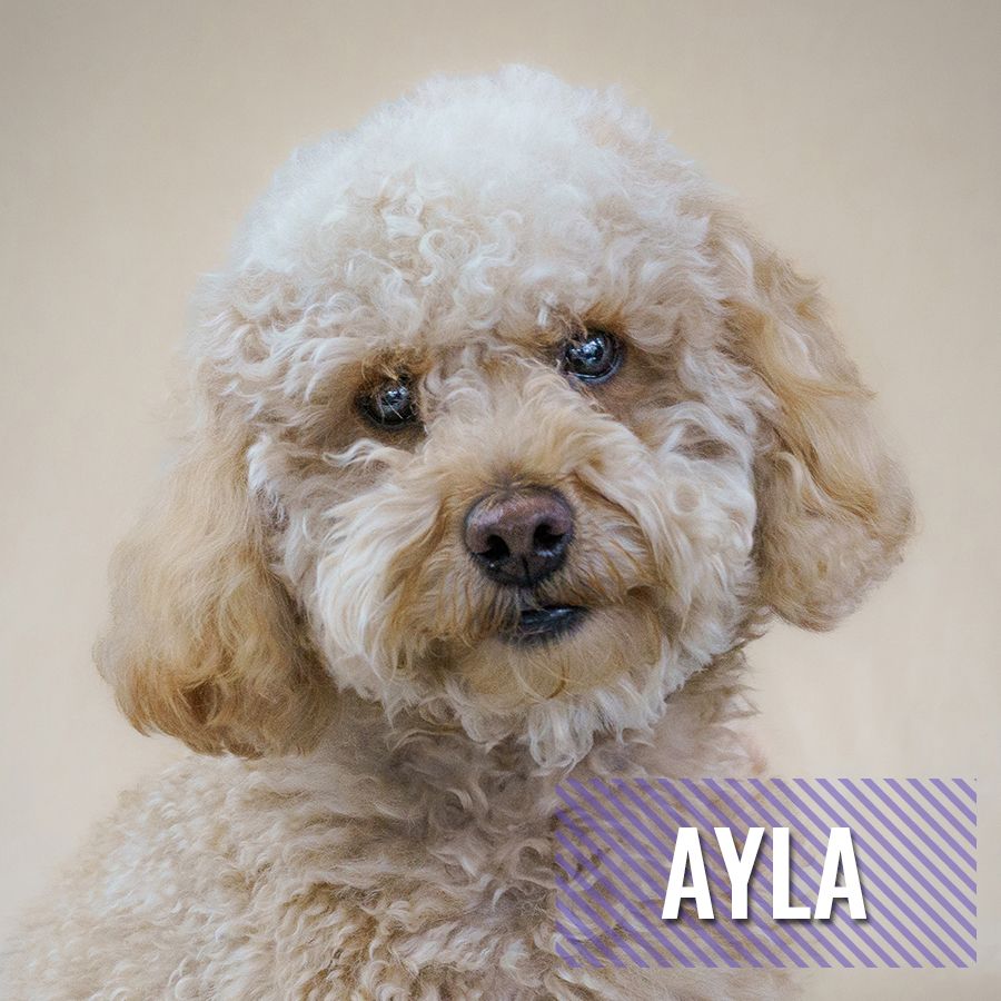 Ayla