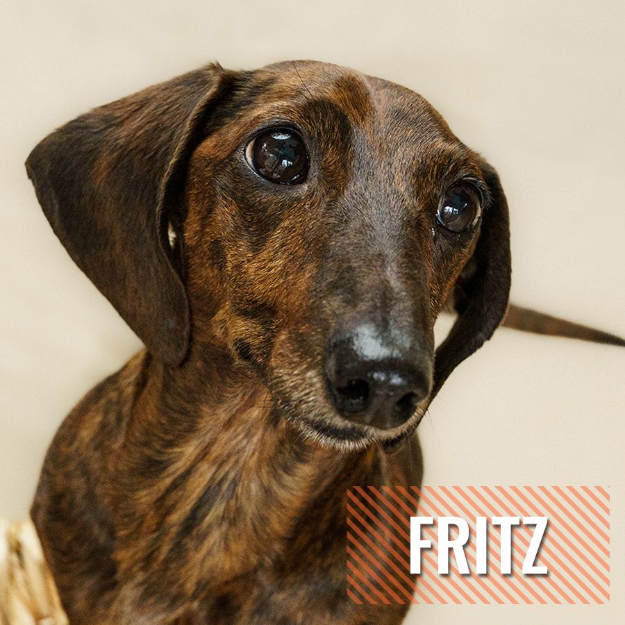 Fritz