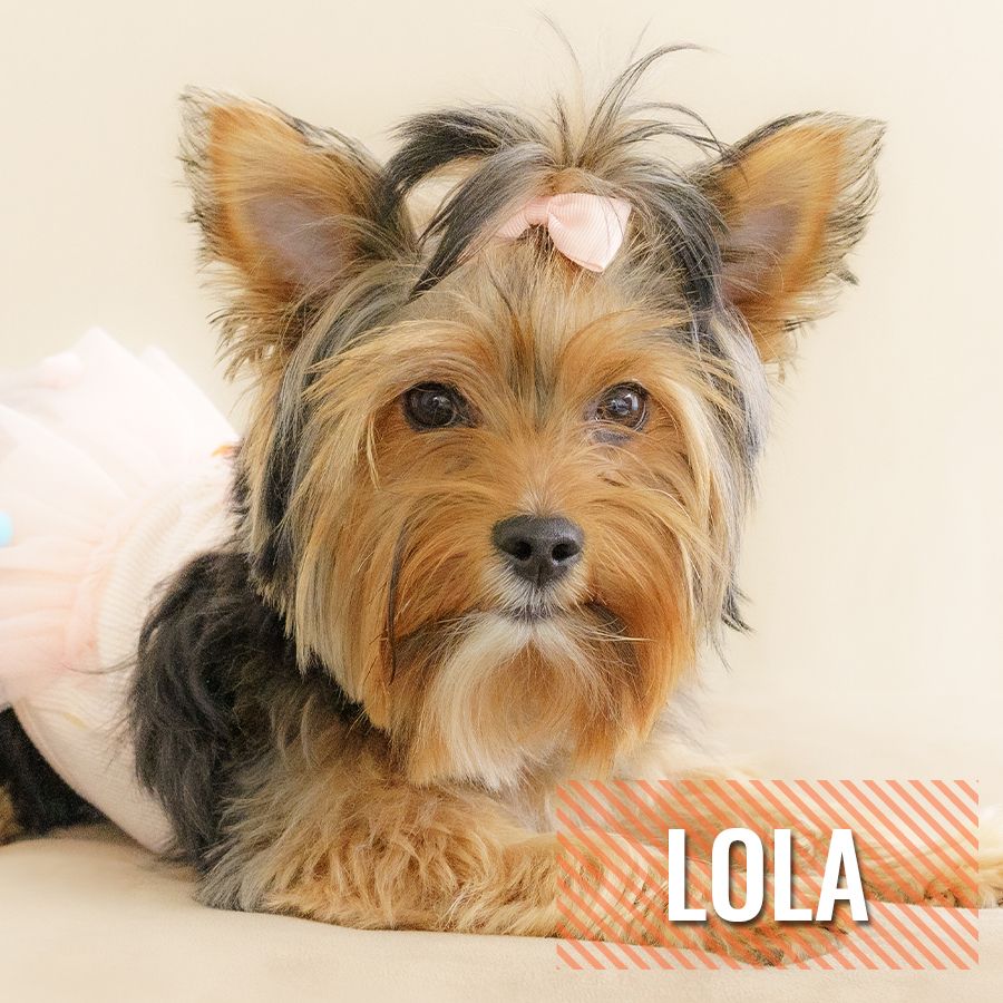 Lola