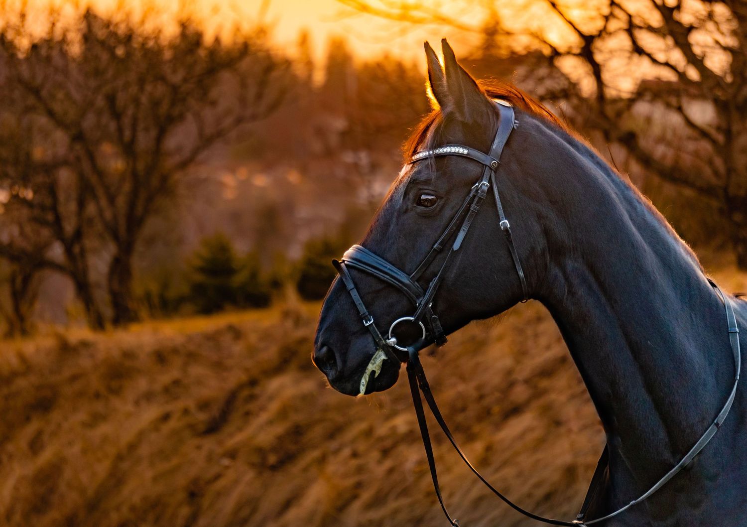 JJ Donatella, dressurhest, hest i solnedgang, dressur så klart, hesteportrett, svart hest, nydelig hest