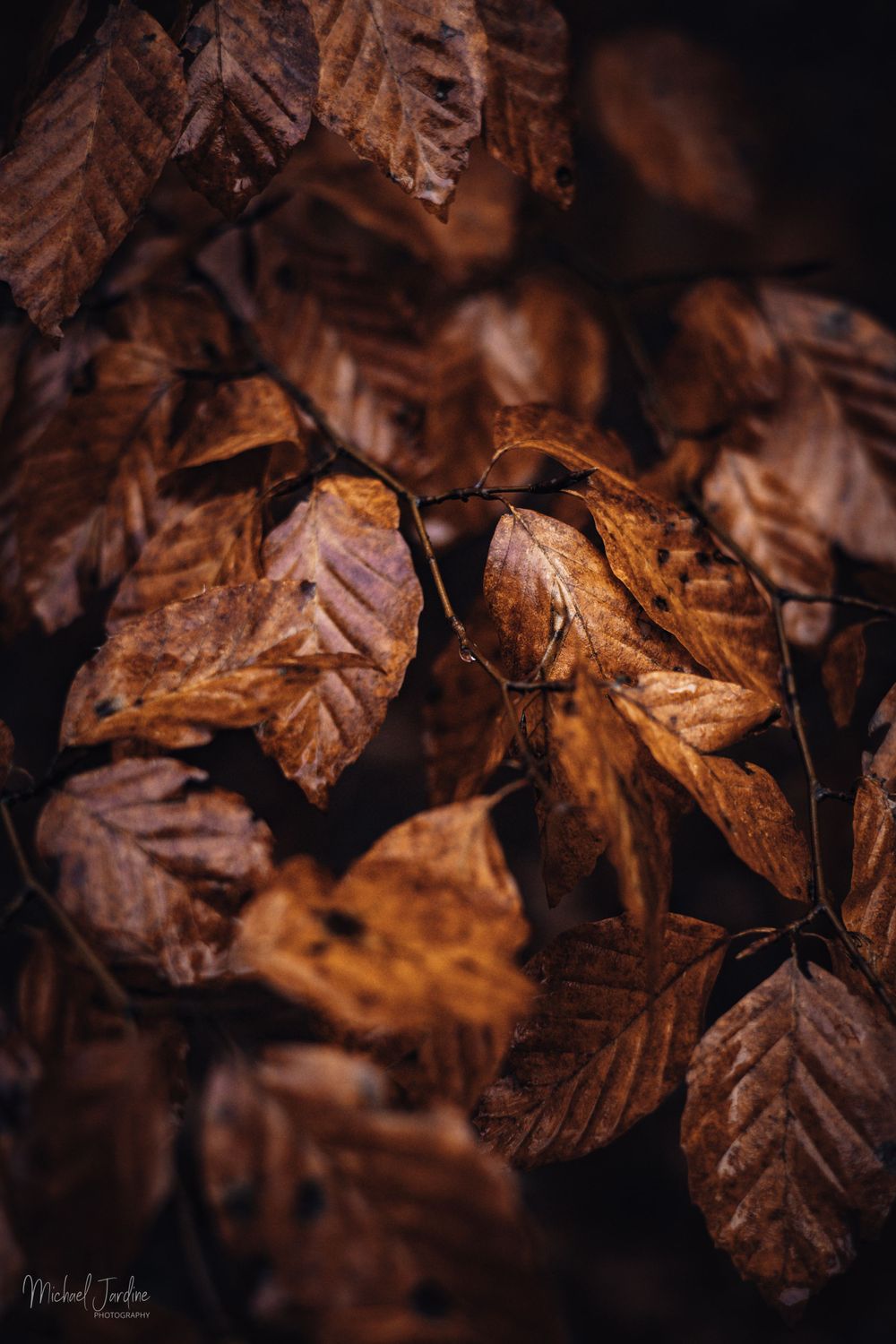 Close-up macro shot of dried brown autumn leaves with intricate texture details.