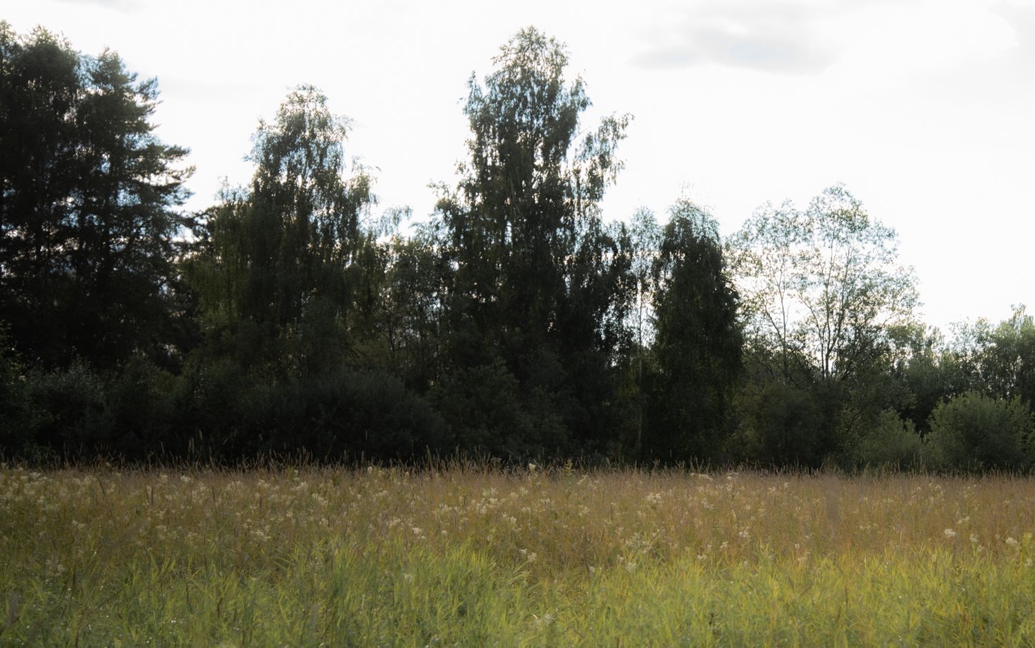Naturinspirerade porträttfoton
