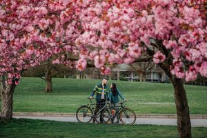 Two cyclists pause beneath blooming pink cherry blossom trees in a spring park setting.