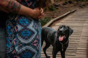 A happy black labrador dog on a wooden boardwalk with someone wearing a patterned dress visible in the frame.