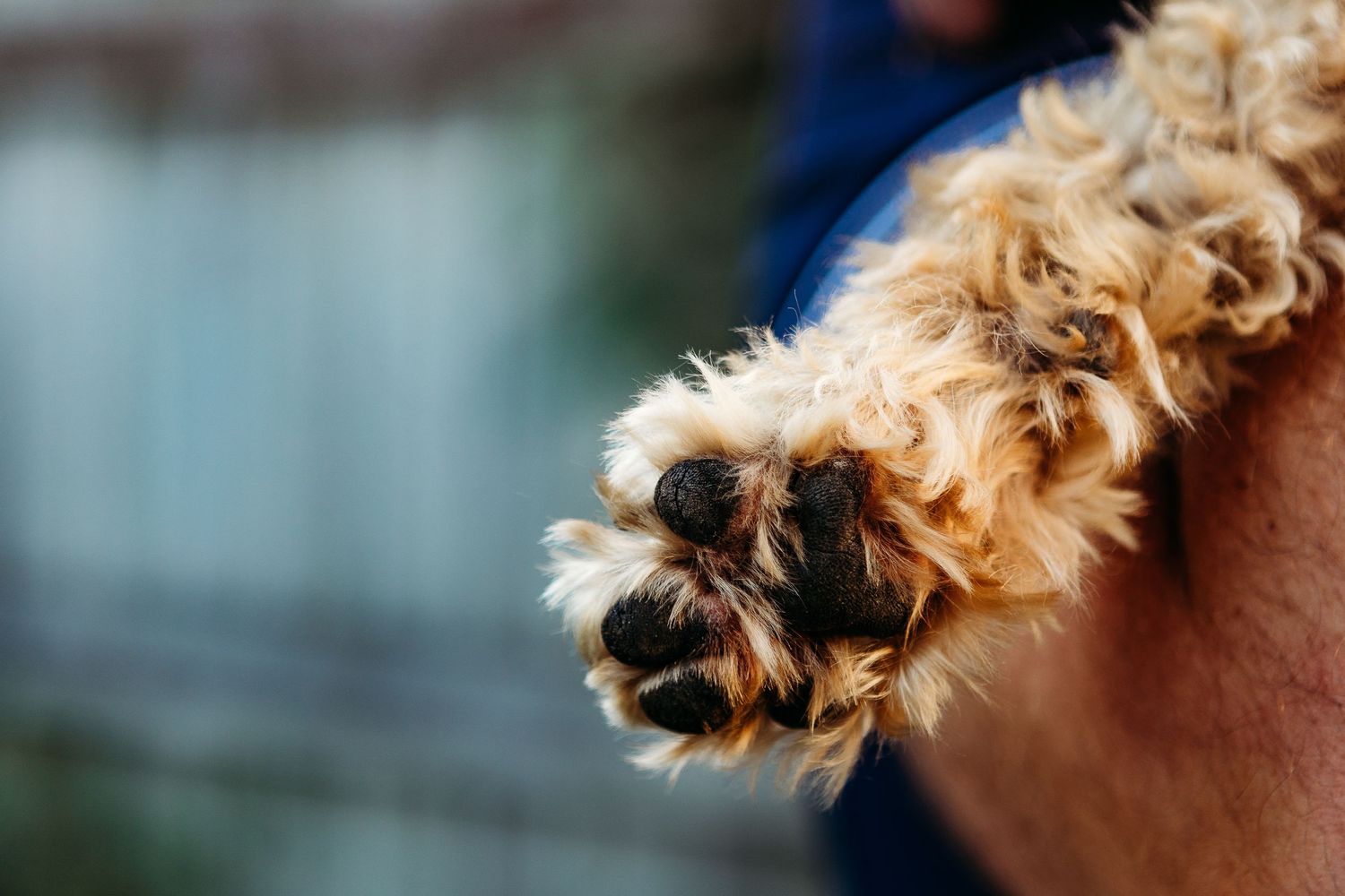 Close up of a furry dog's paw with blurred background.