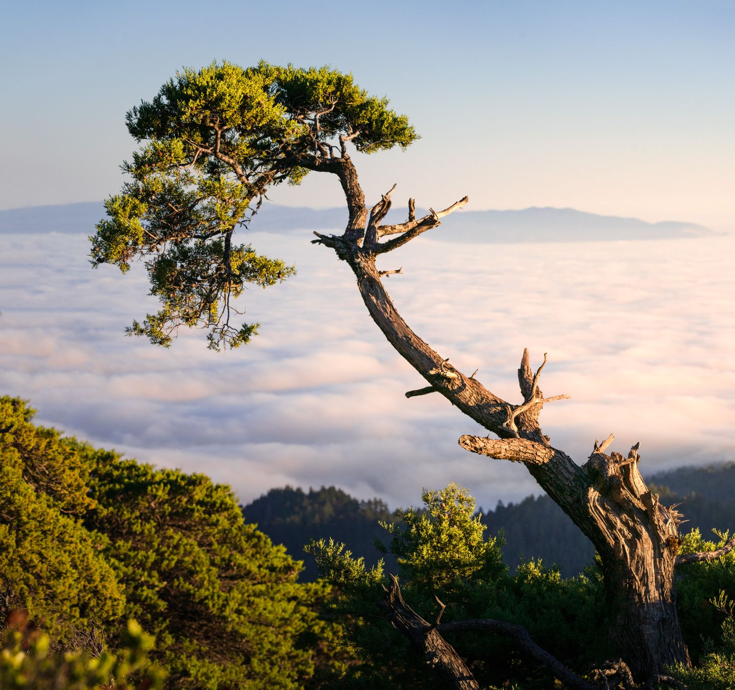 Weathered pine tree stands alone above sea of clouds during sunrise in mountain landscape.