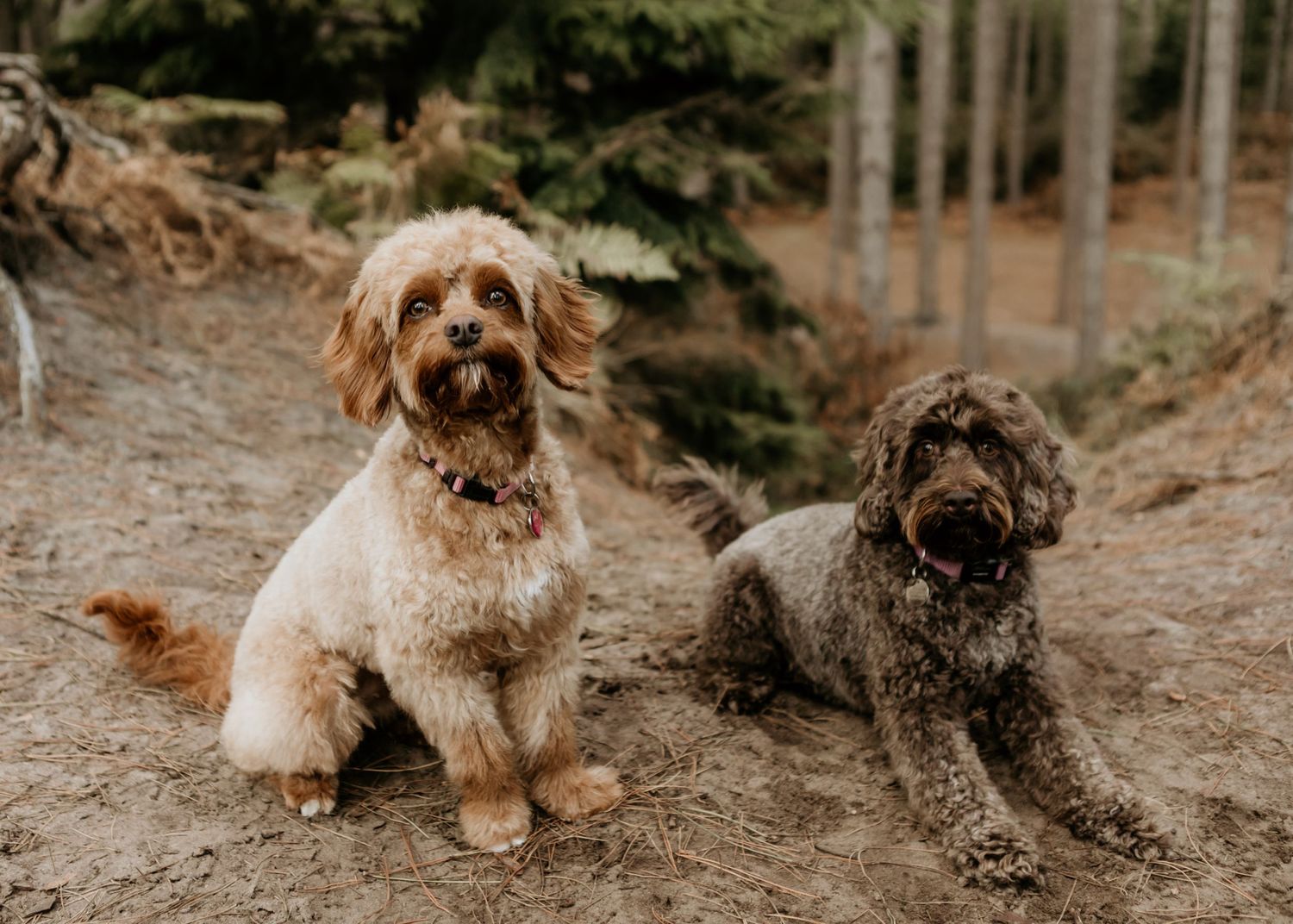 Two fluffy dogs, one cream and one dark colored, sit together on a forest trail.