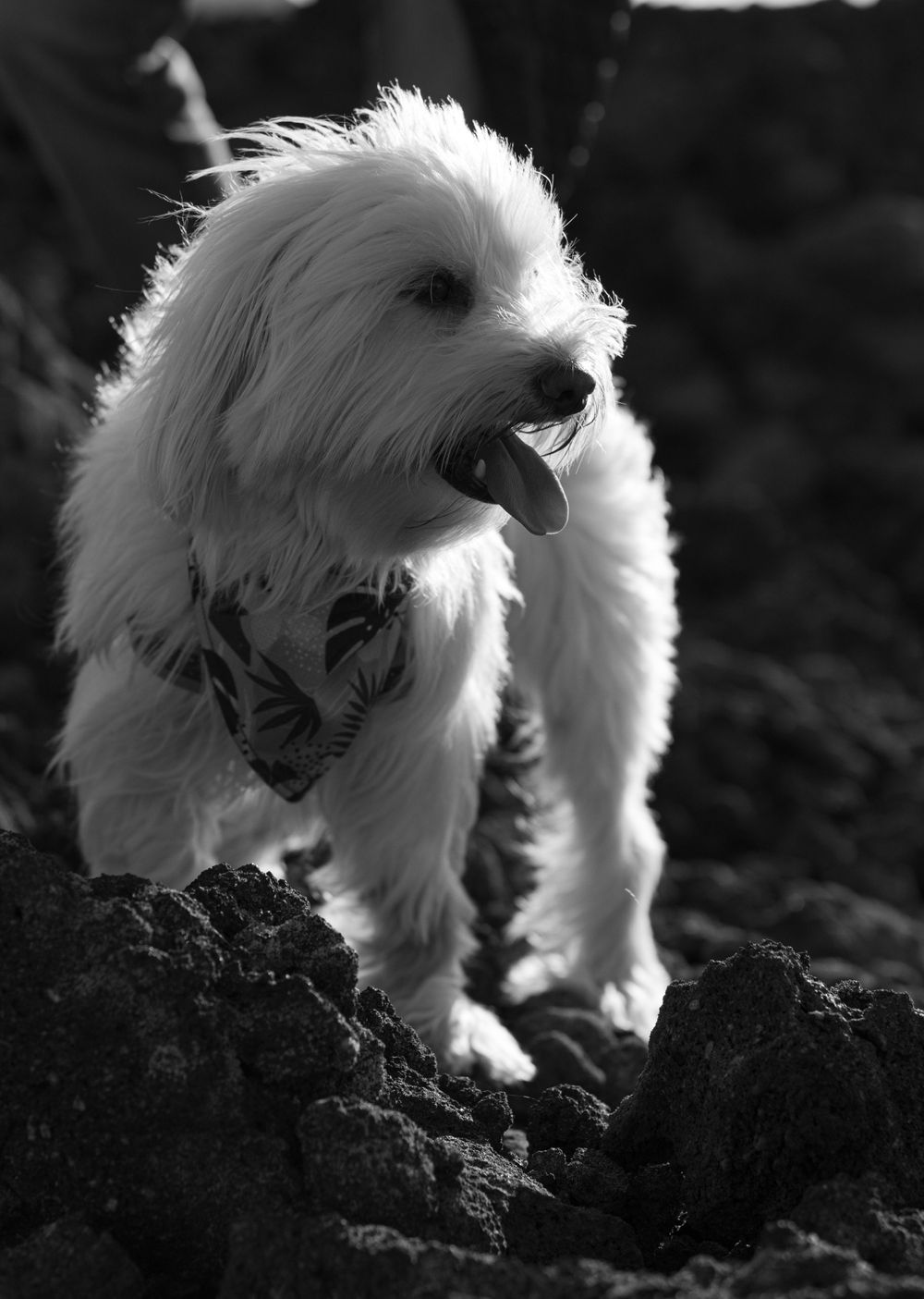 Black and white photo of a small white dog exploring rocky terrain with backlit fur.