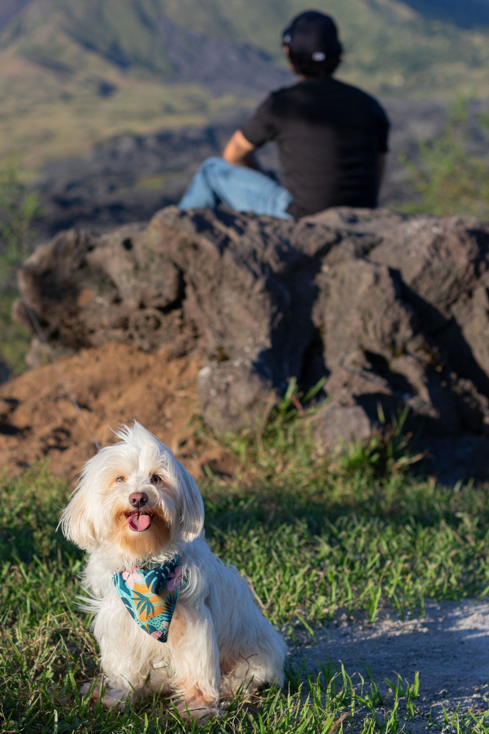 Small white fluffy dog sitting on grassy hill with mountains in background.