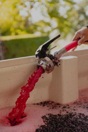 A stream of deep pink pinot noir juice is pumped over the top of the cap of grape must.