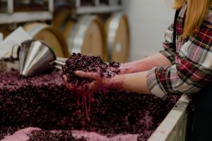 hands lift fermenting grape must out of a bin to observe color; wine streams down their hands.