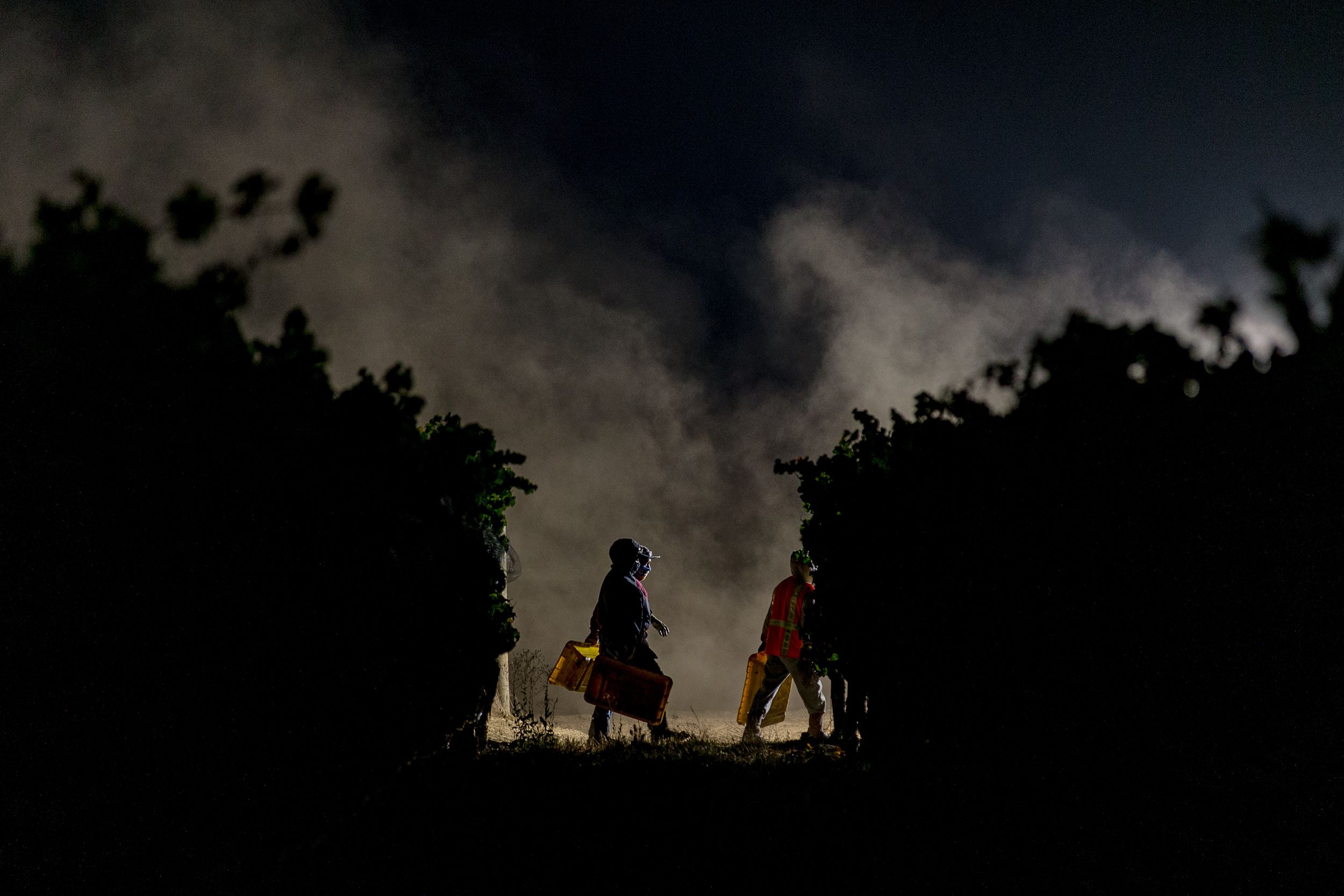 vineyard workers walk past a row of grapes during a night harvest, dust illuminates their sillhouettes