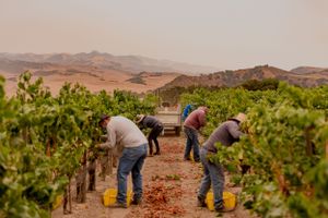 A crew of vineyard workers are bent to the task of picking chardonnay from a dry farmed vineyard in Santa Maria, CA