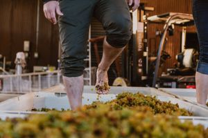 a pair of feet are seen treading sauvignon blanc
