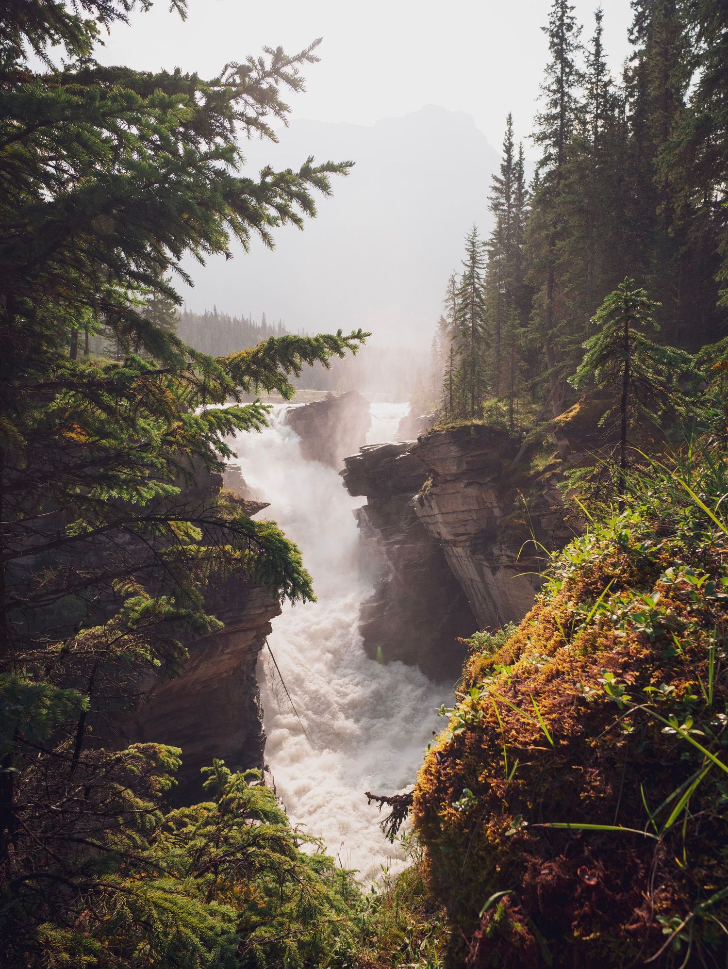Rushing waterfall cutting through rocky gorge with evergreen trees in foggy conditions.