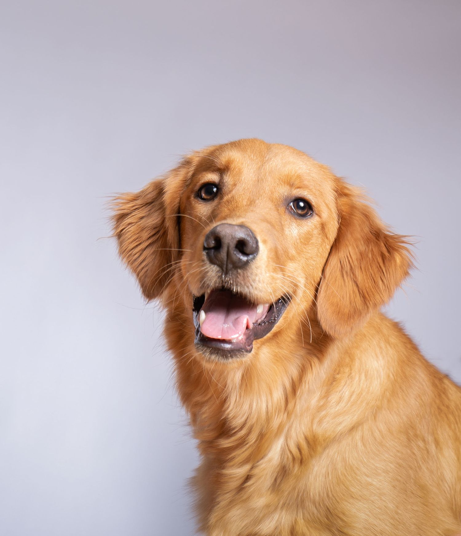 Studio Portrait of a golden retriever by Wildomar, CA dog photographer