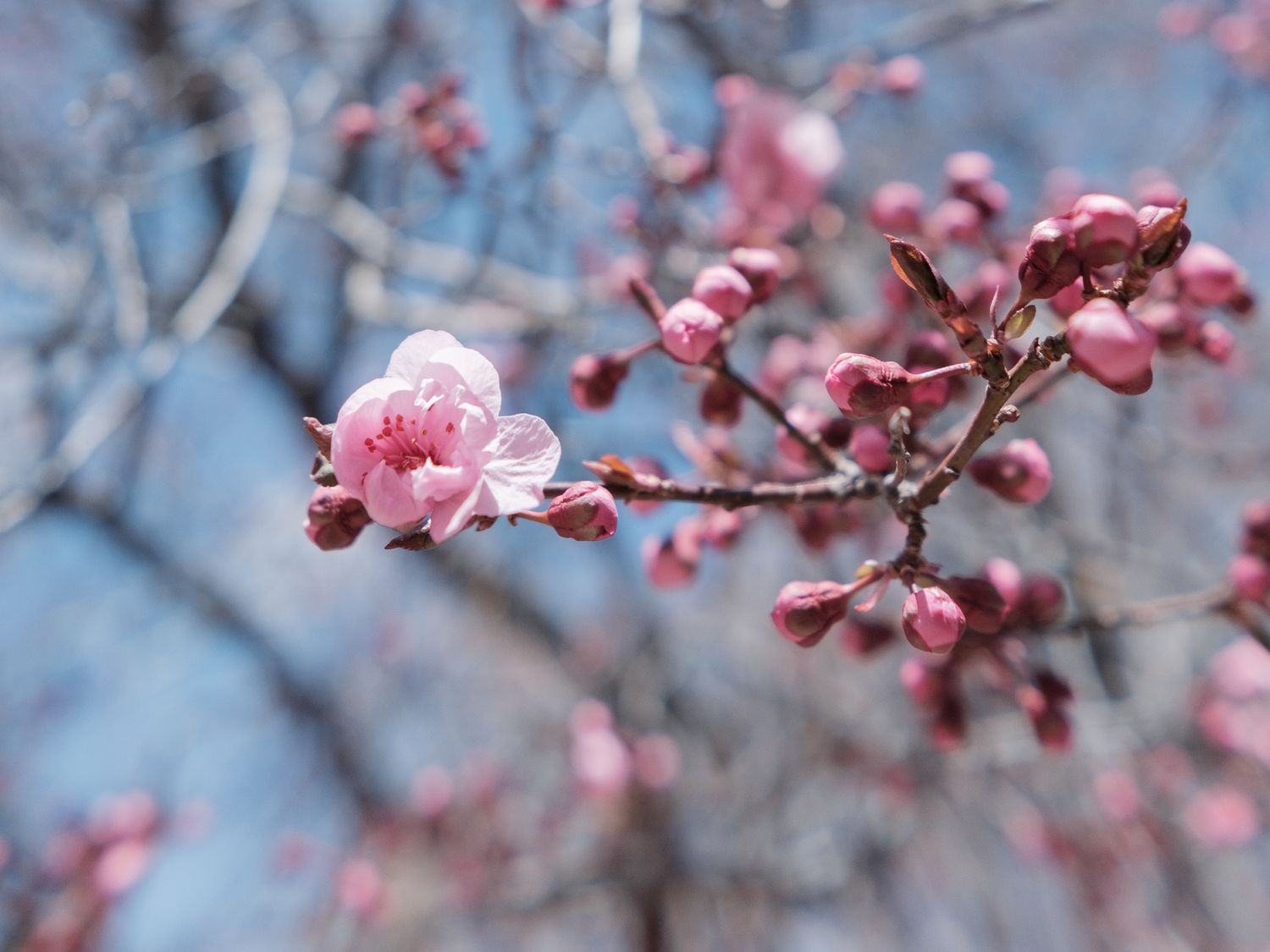 Pink cherry blossom blooming on a branch with unopened buds against a soft blue background.