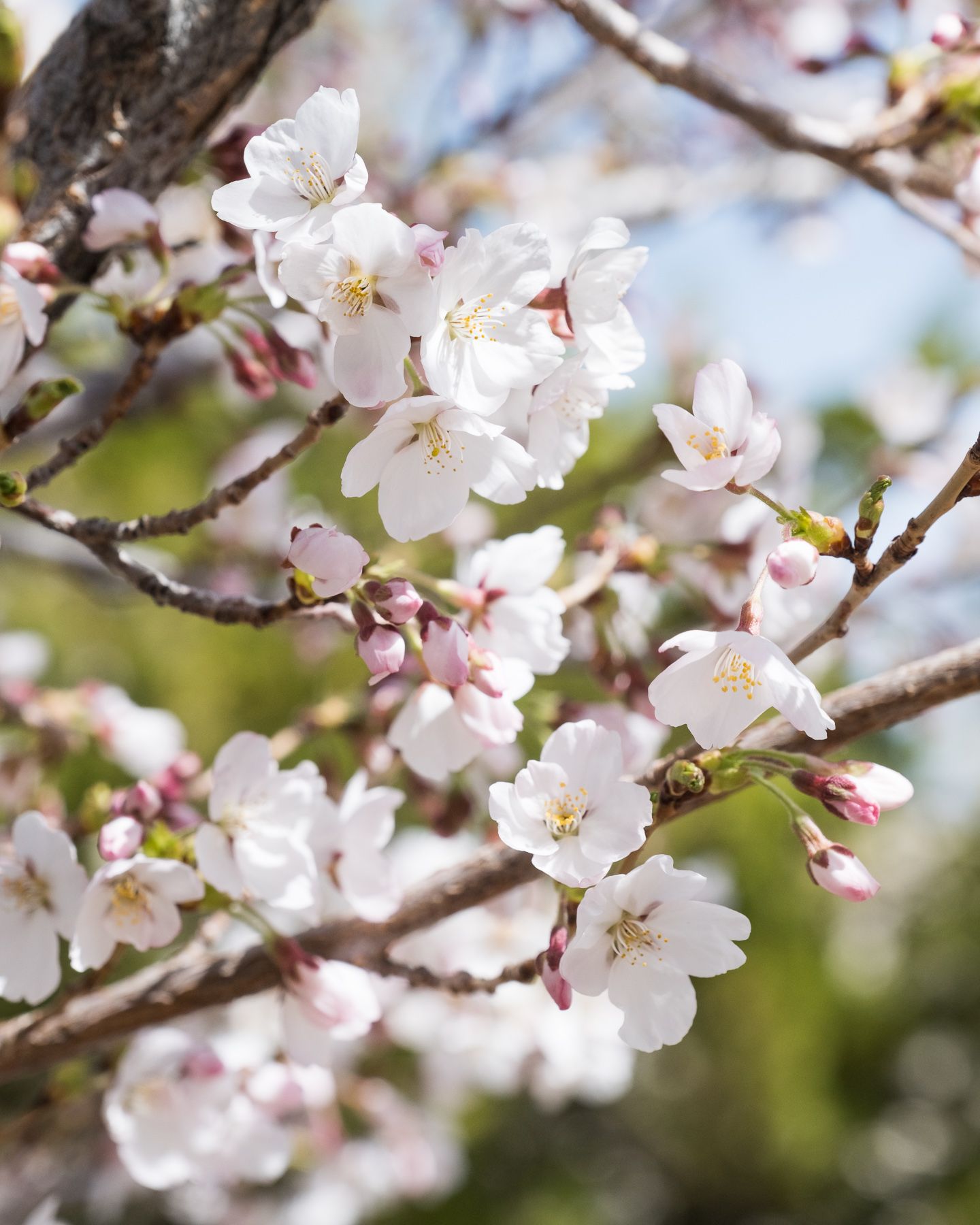 Delicate white cherry blossoms blooming on tree branches with soft pink buds against a blurred spring background.