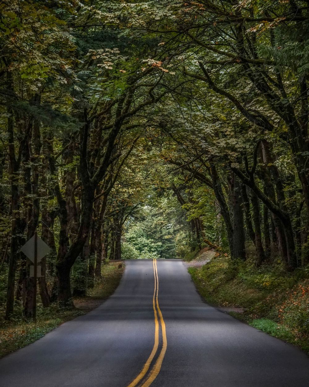 A winding forest road with yellow lines disappears into a dark green canopy of trees.