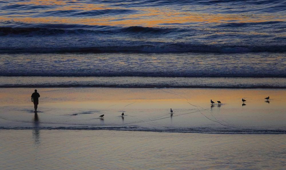 Lone beachgoer walks along shoreline with seabirds during golden sunset.