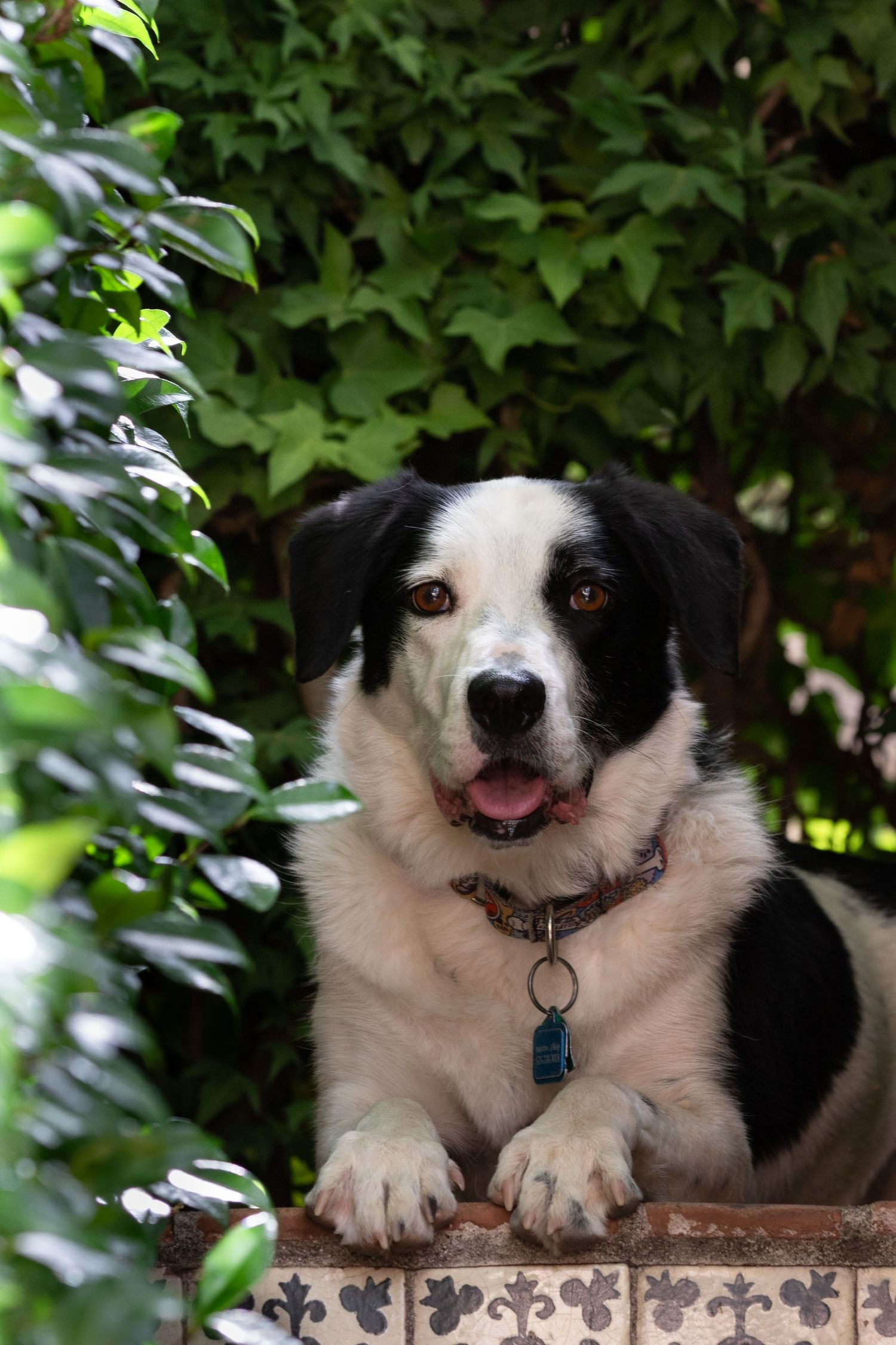 Fun with dogs