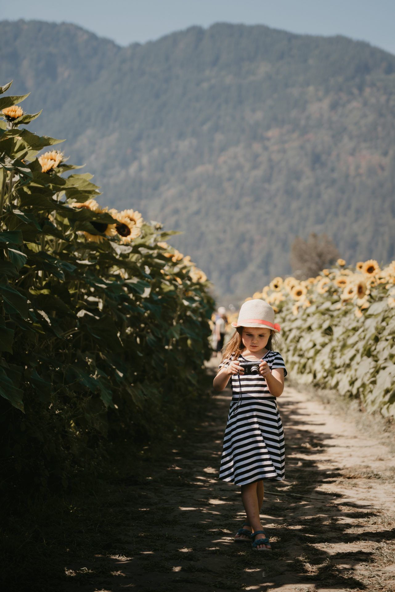 Path through tall sunflowers with mountains in background on sunny day.