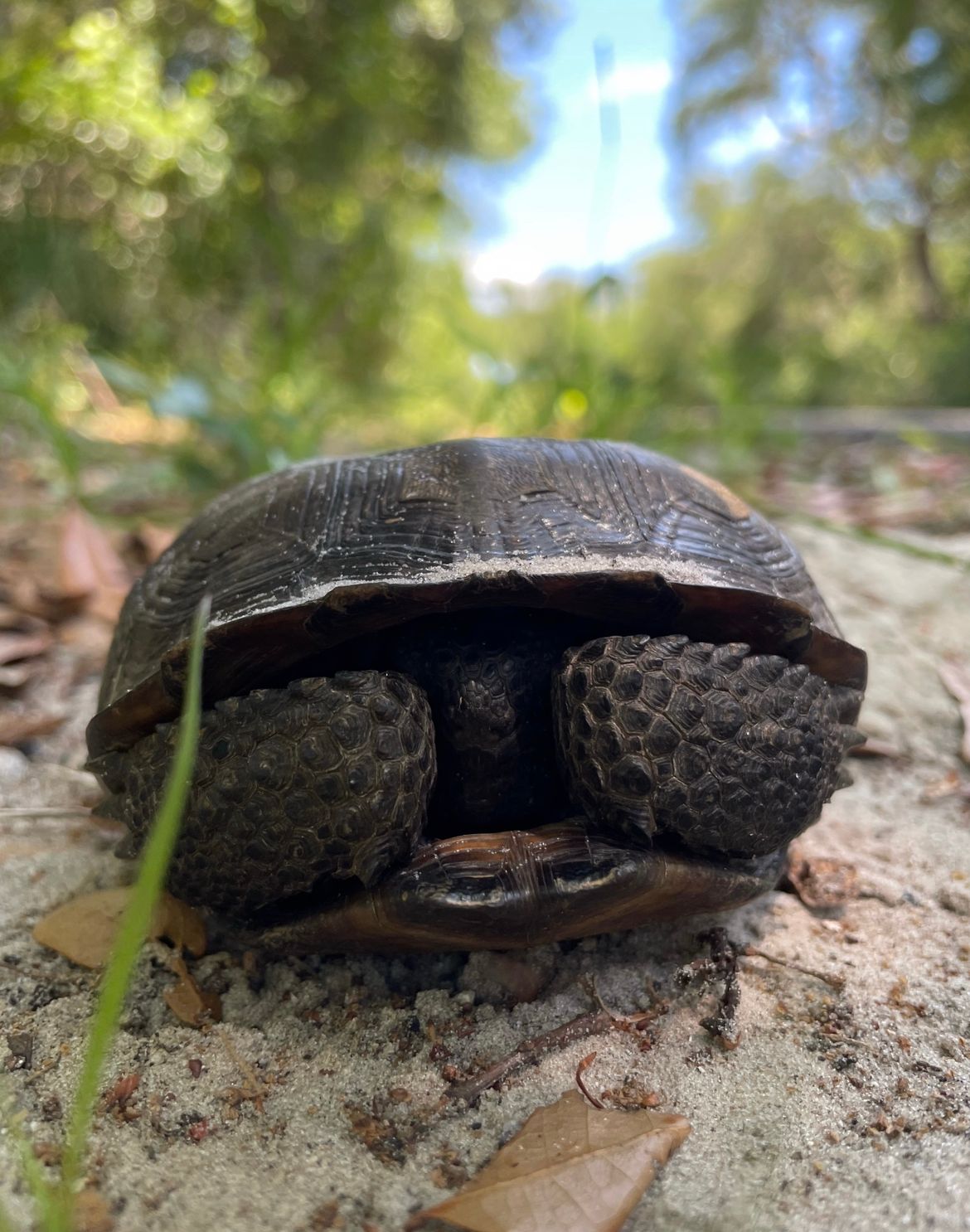 These little cuties are all over the campground