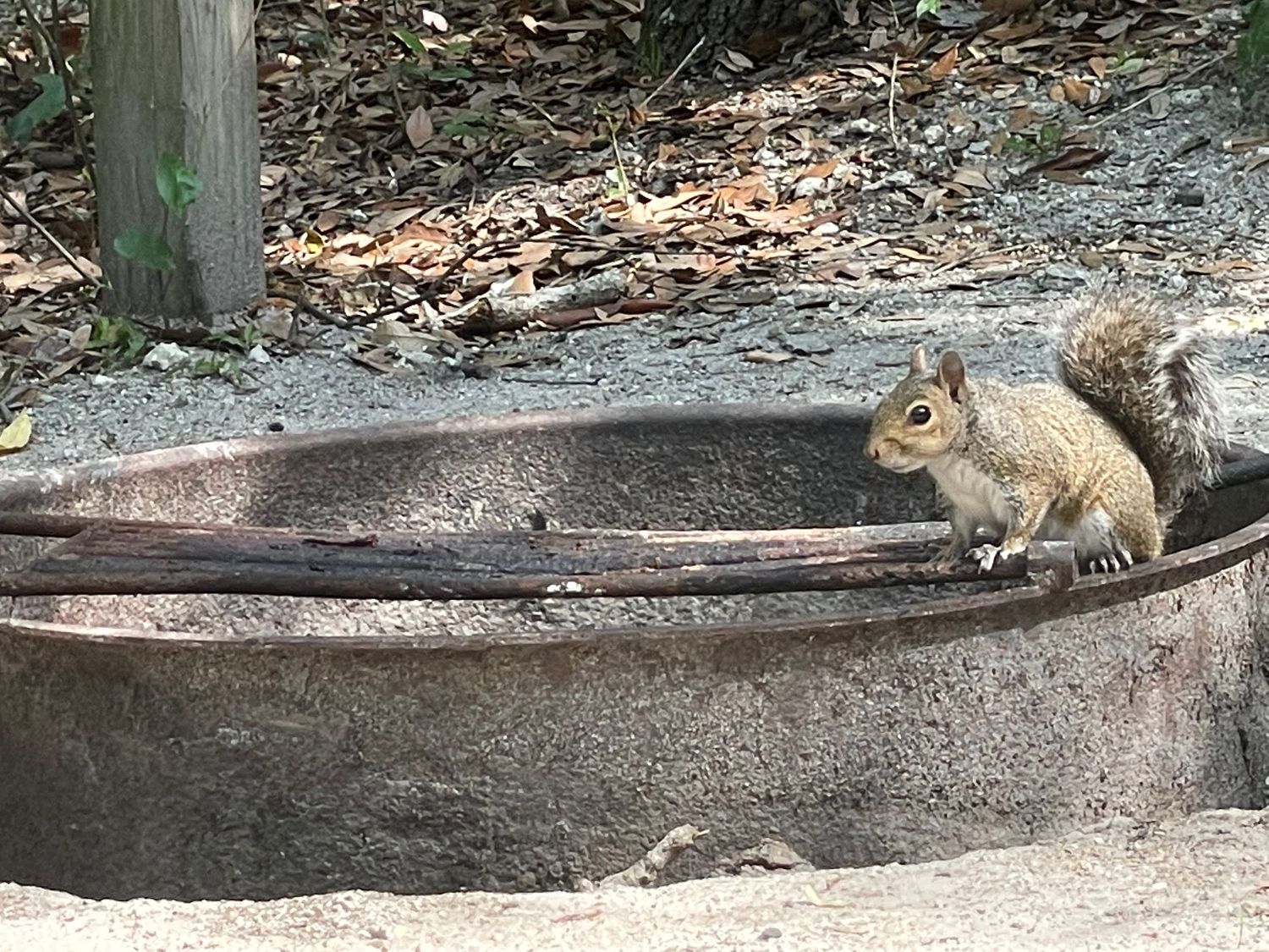 the squirrels here are so friendly and used to people. They eat peanut butter off our spoons