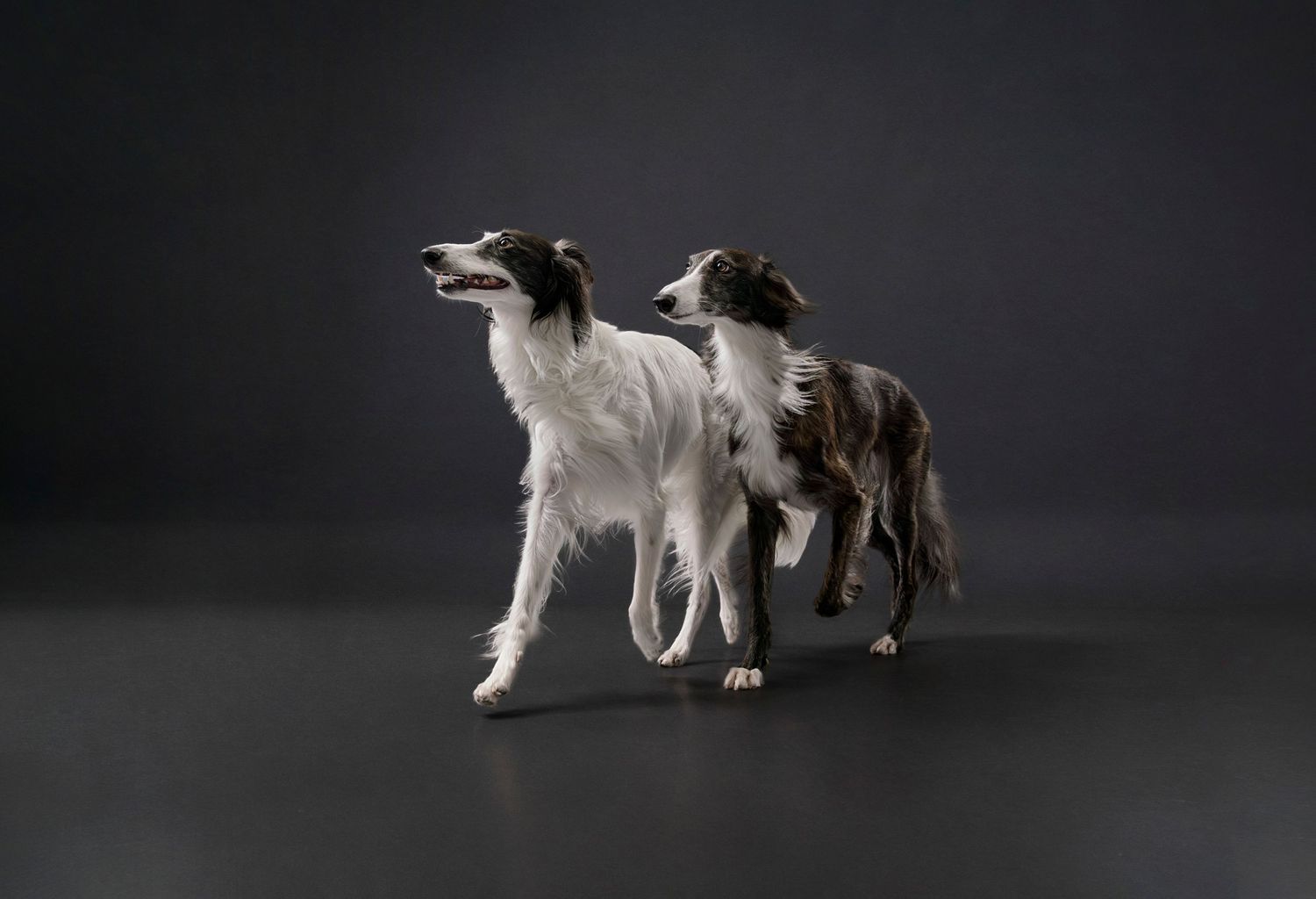 Pet Photographer Toronto