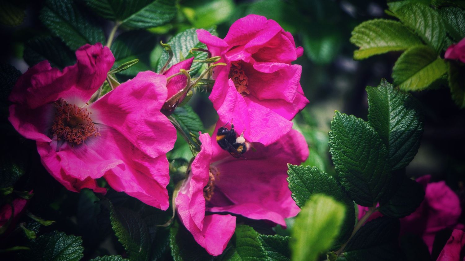 Pollinating bee on rose, St. Andrew's Quay, Hull, UK