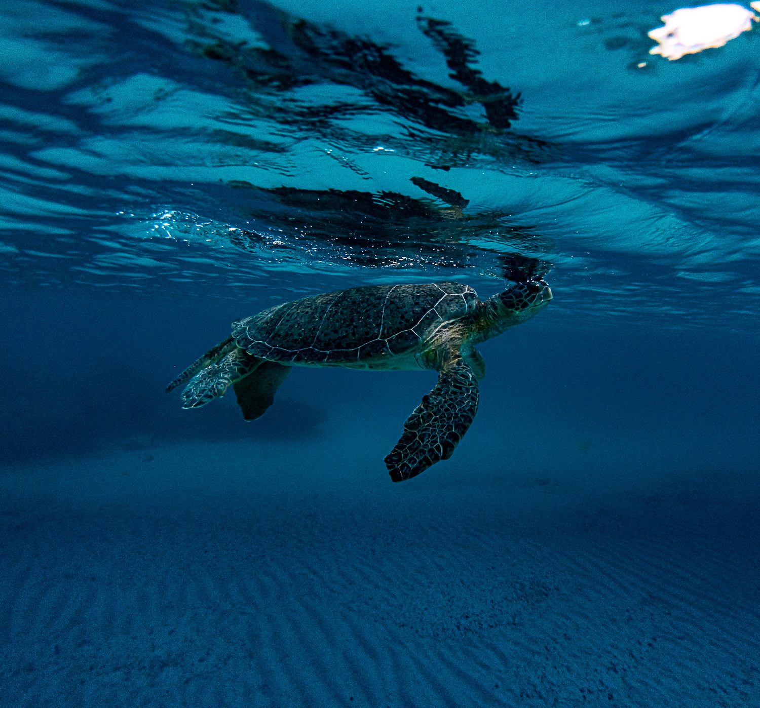 Turtles of the Caribbean