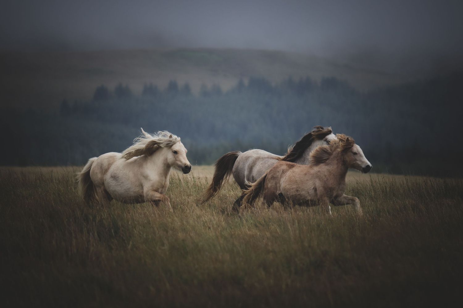 Freedom - photo of wild welsh mountain ponies by Boys in Bristol