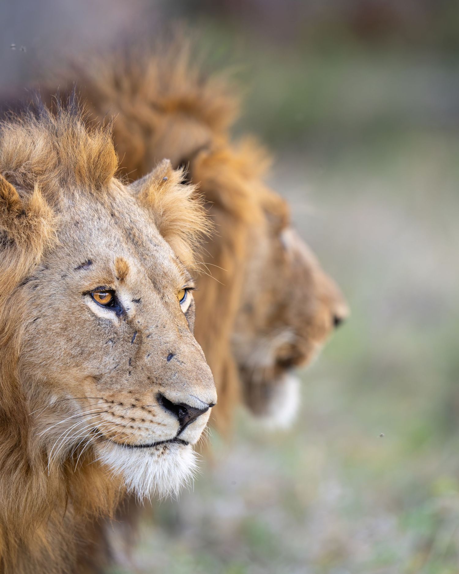 Portrait series of a male lion showing different facial expressions in natural setting.
