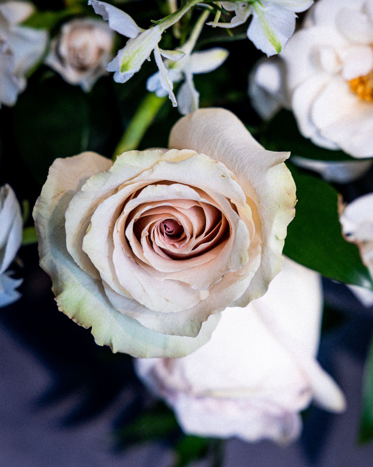 A pale blush pink rose blossom with spiraling petals in full bloom against a dark background with white flowers.
