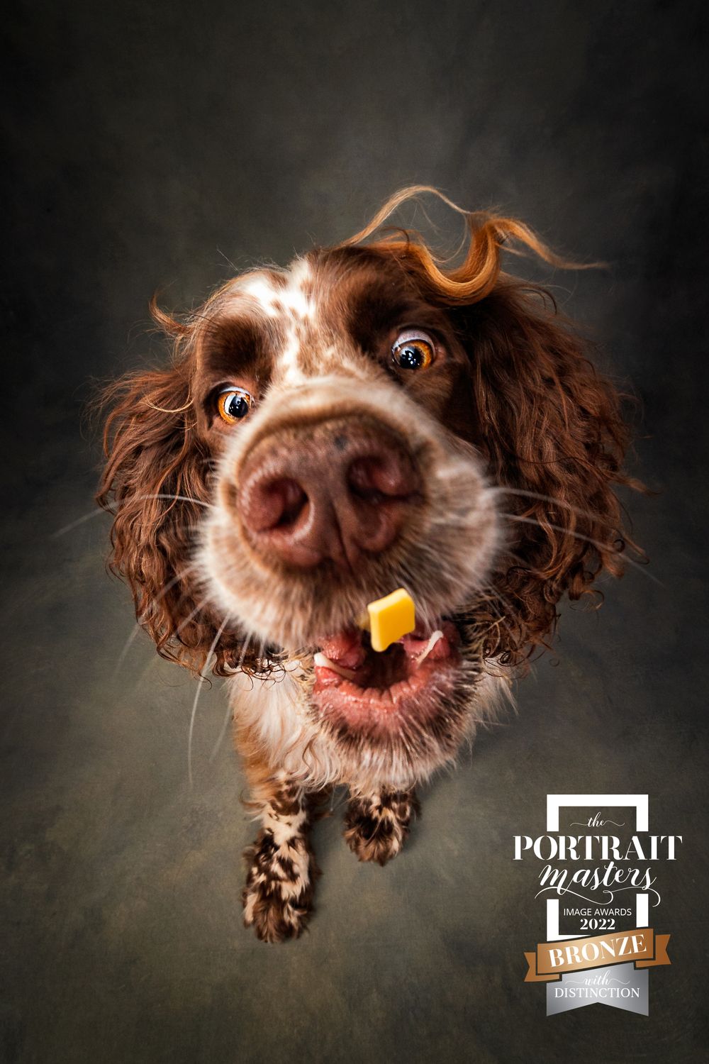 Portrait Masters Awards photo
