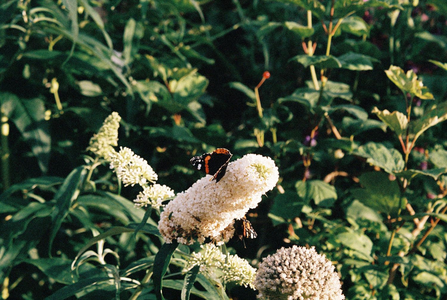 35mm film photographer wales