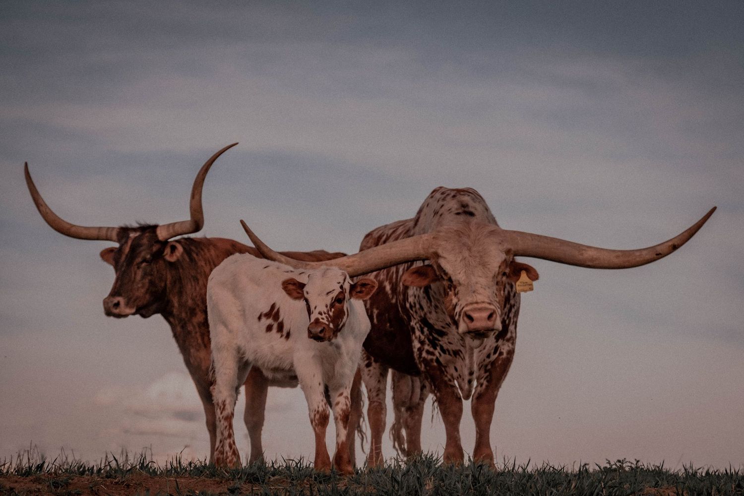 Three Texas Longhorn cattle standing against a moody sunset sky.