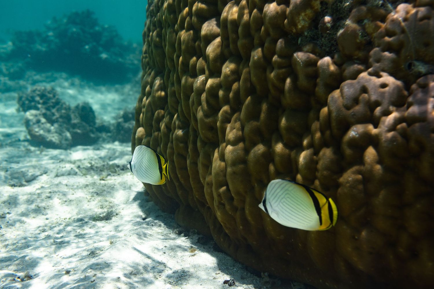 Two vibrant tropical fish swim near a textured coral formation in clear blue waters.
