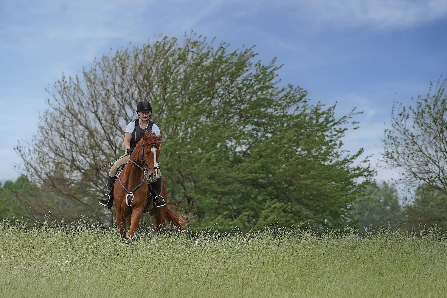 A rider on horseback gallops through a grassy meadow with trees in the background on a sunny day.