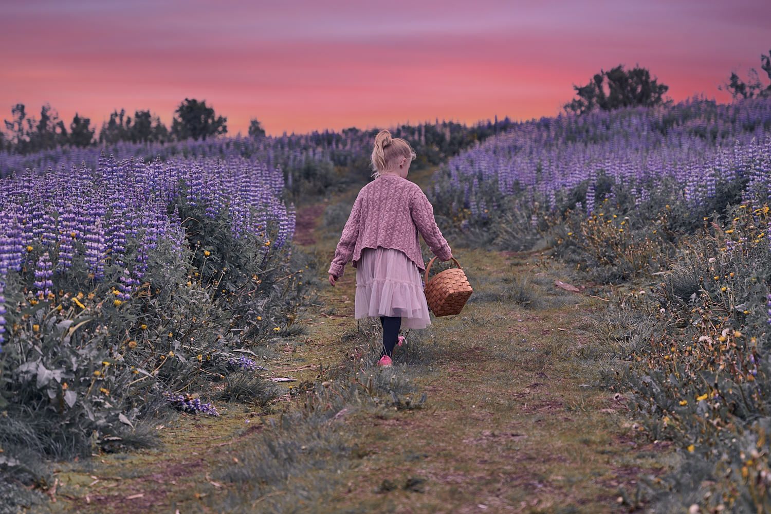Child in pink dress walking through purple lupine field at sunset.