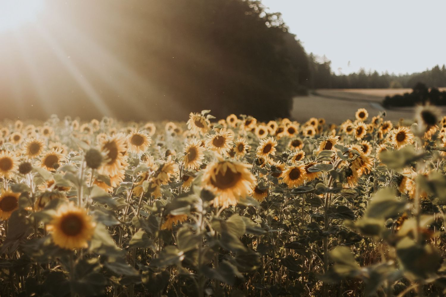 Beautiful sunflower field stretches across rolling hills during golden hour.