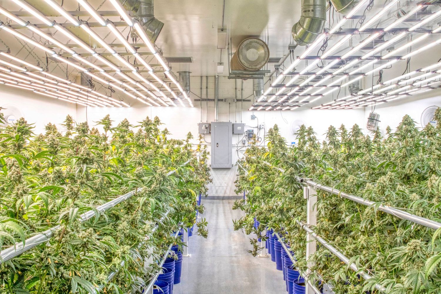 Large indoor cannabis cultivation facility with rows of flowering plants under LED lights.