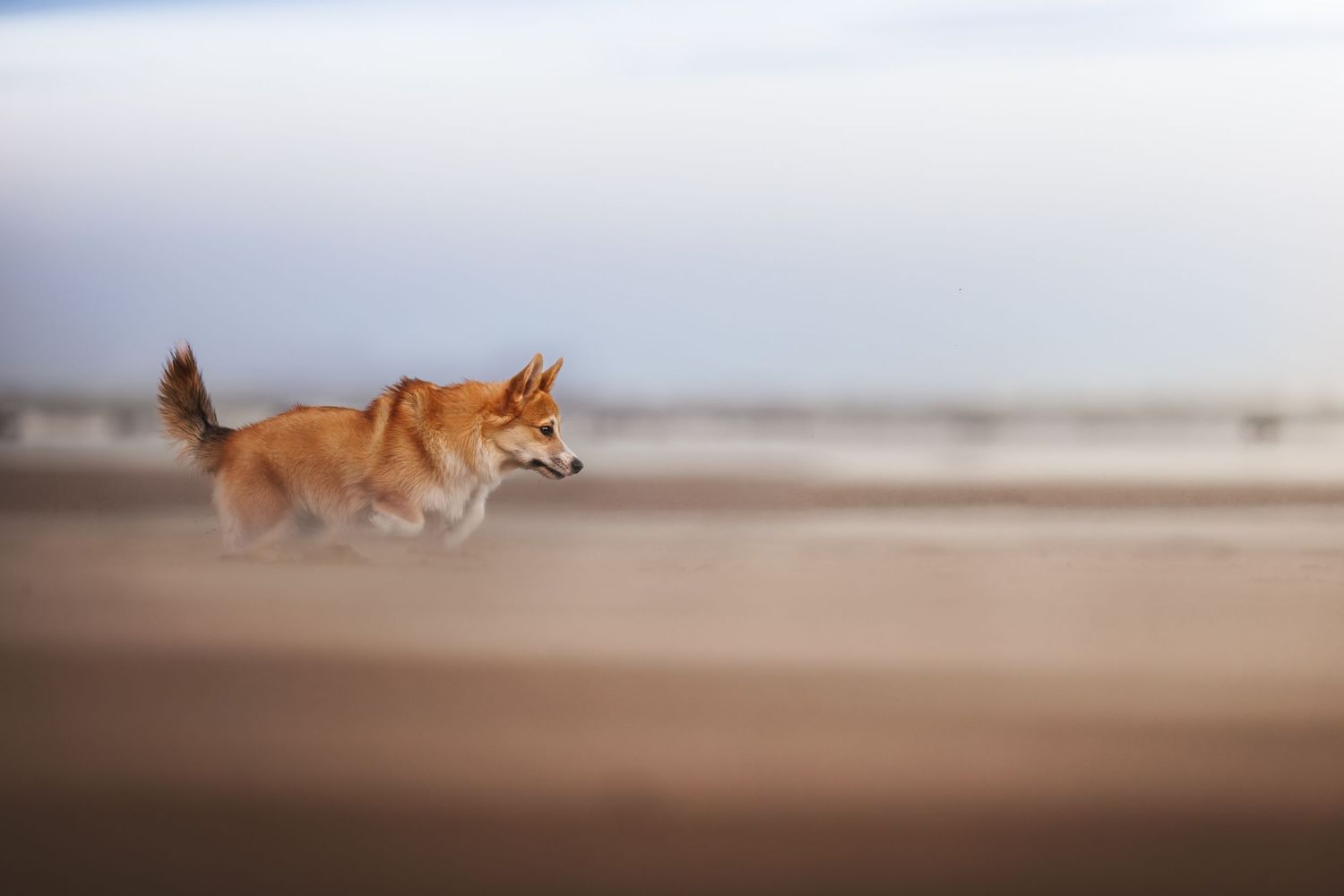 Golden dog running swiftly across a misty beach at dawn with motion blur effect.