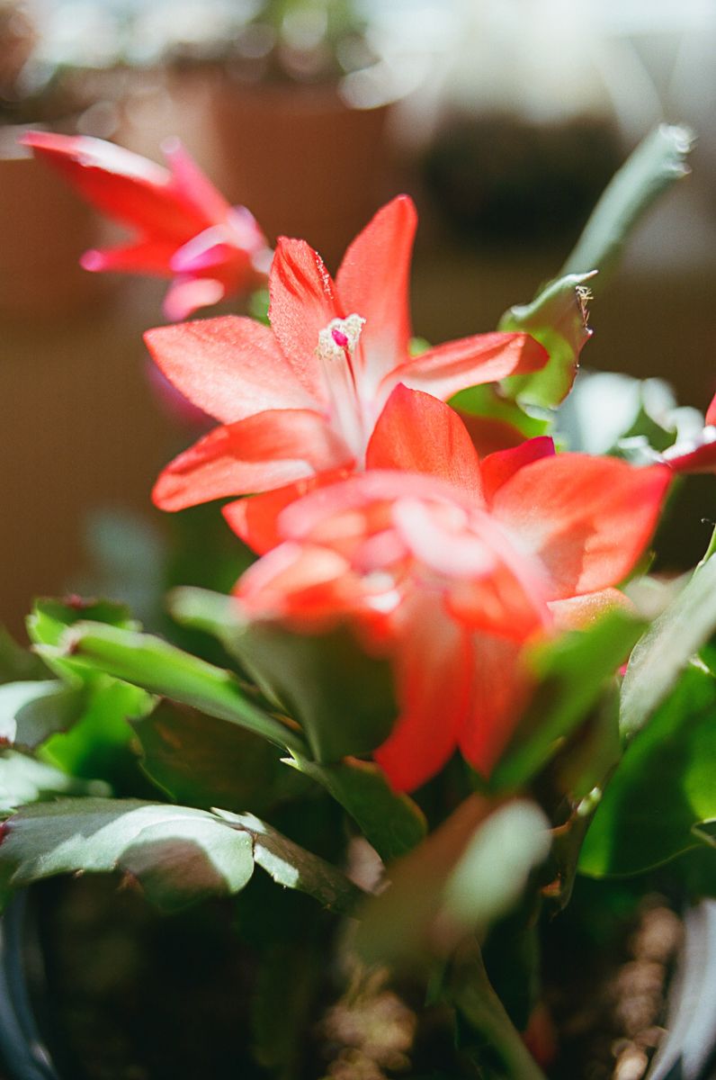 Red Christmas cactus flowers blooming with vibrant petals against dark background.