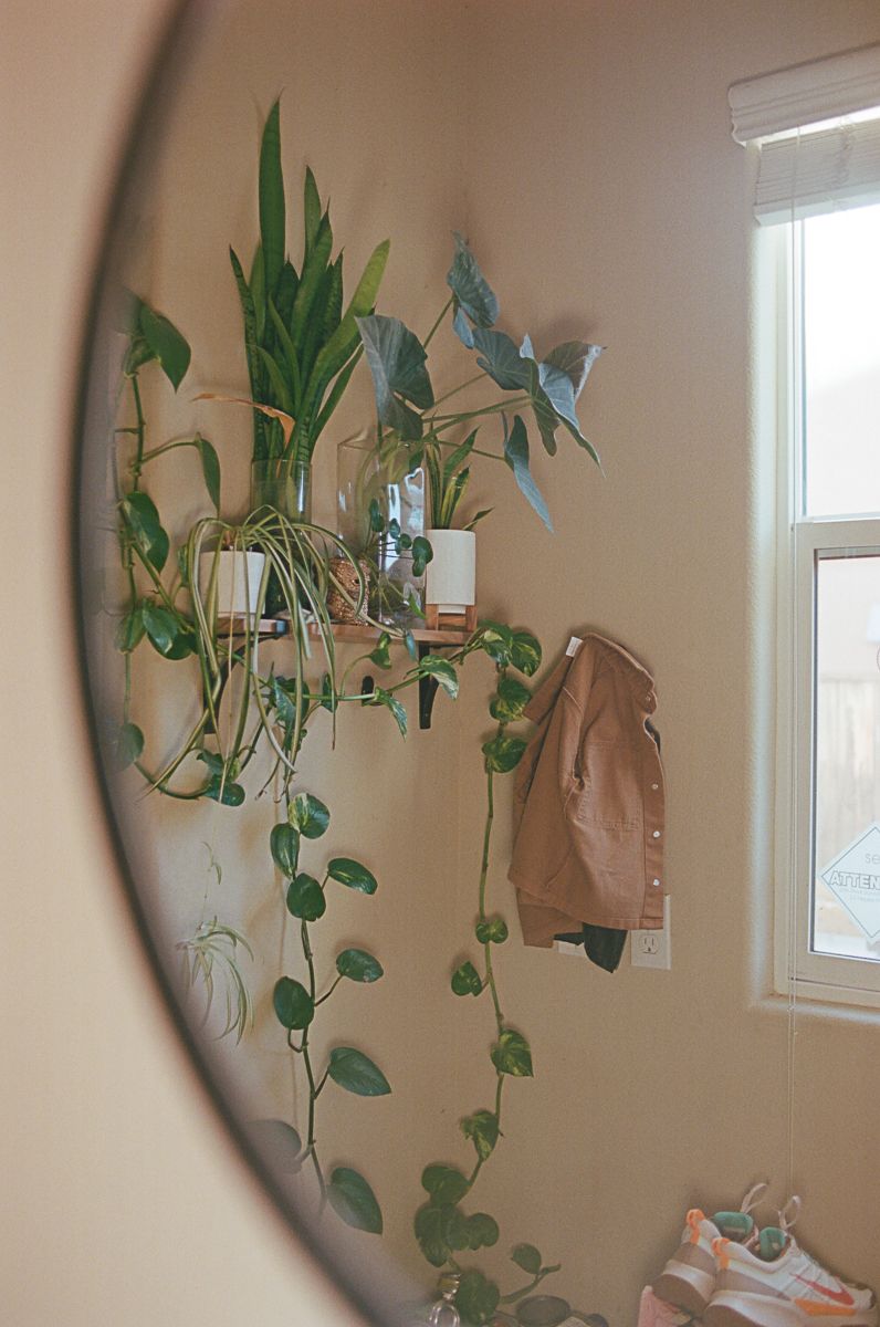 Indoor scene with hanging plants and decor reflected in a circular mirror.